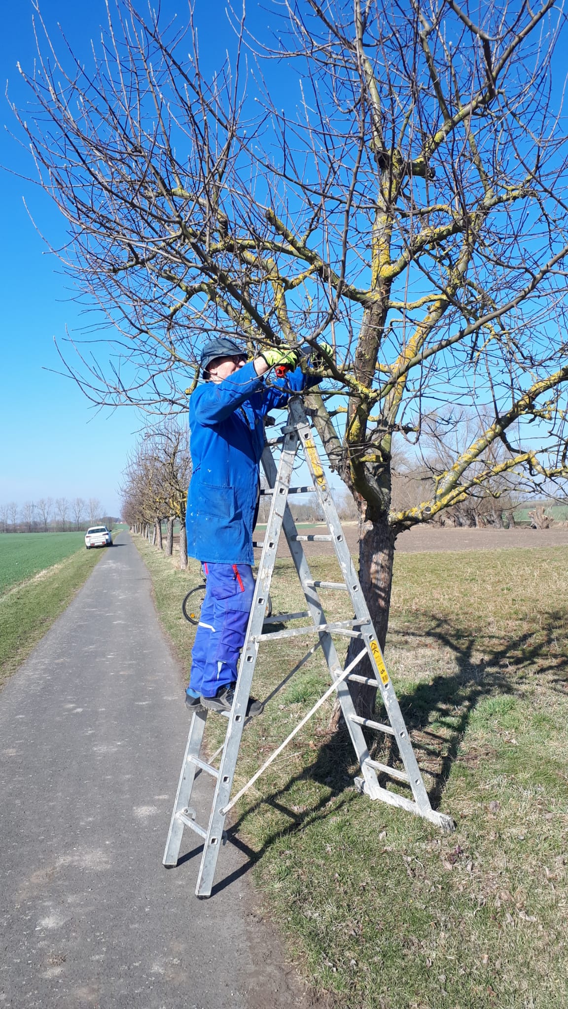 Baumschnitt am Laurawanderweg in Vippachedelhausen